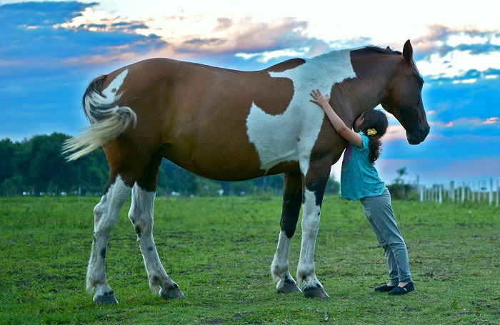 Foto-Articolo-I cavalli insegnano alle persone