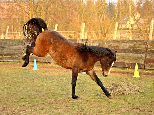 Foto-Articolo-Cosa fare se il cavallo sgroppa