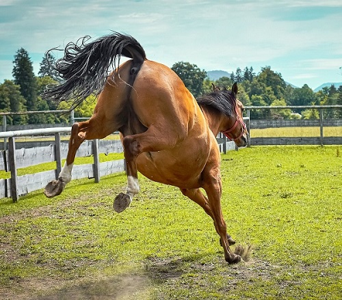 Foto1-Articolo-Cosa fare se il cavallo sgroppa