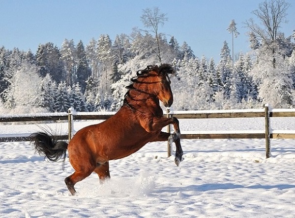 Foto-articolo-Perchè i cavalli non hanno tutte le giornate uguali-2