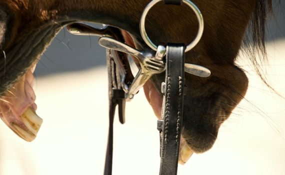 Foto-Articolo-A caval montato si guarda in bocca-1