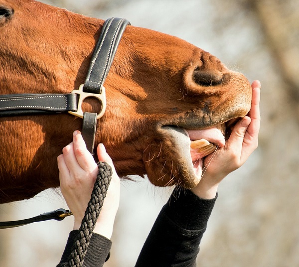 Foto-Articolo-A caval montato si guarda in bocca-2