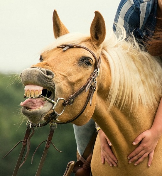 Foto-Articolo-A caval montato si guarda in bocca-3