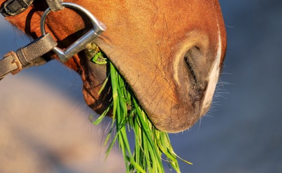 Foto-articolo-cavalli che mangiano in passeggiata-1