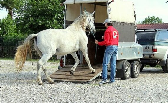 Foto-articolo-caricare il cavallo sul trailer