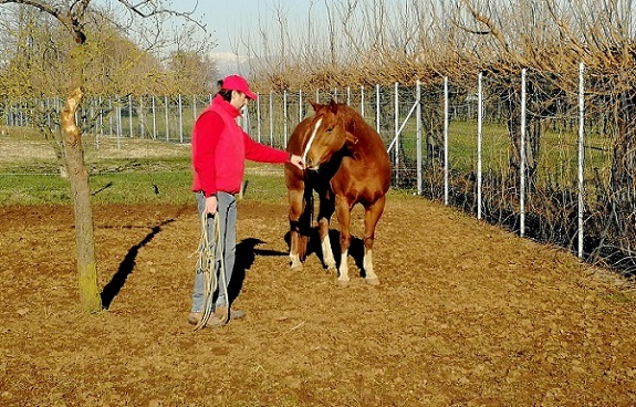 Foto articolo - Come prendere un cavallo che non conosci 2